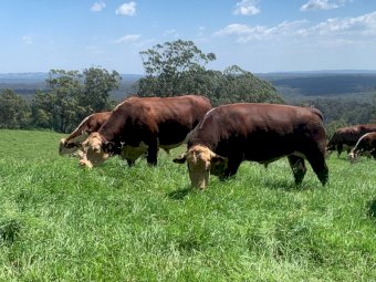 Poll Hereford Stud Bull (Thistle Brae George)