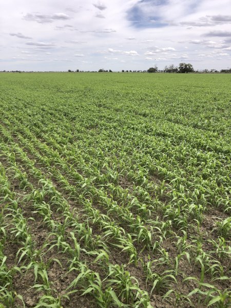 Standing Sorghum Silage