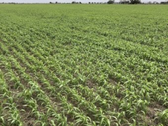 Standing Sorghum Silage