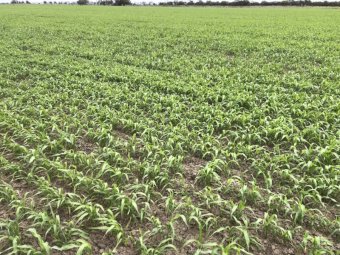 Standing Sorghum Silage