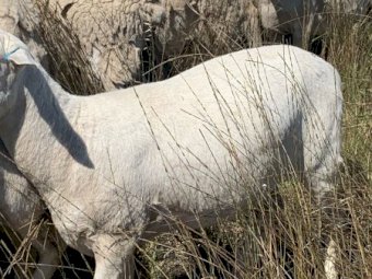 Pure Bred Aussie White Young Ewes