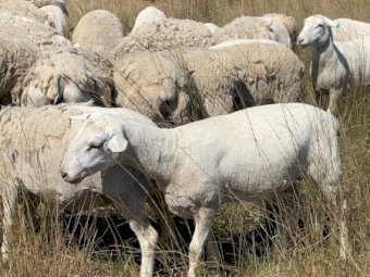 Pure Bred Aussie White Young Ewes