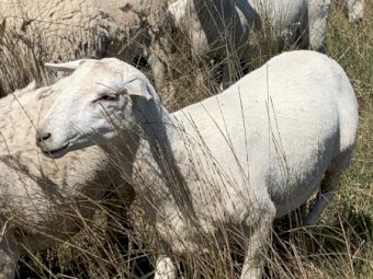 Pure Bred Aussie White Young Ewes