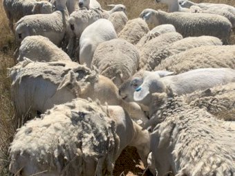Pure Bred Aussie White Young Ewes