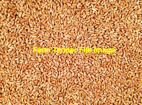 Red Feed Wheat SFWR