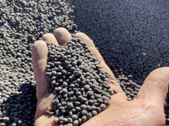 Popany Vetch Seed 24/25 Season