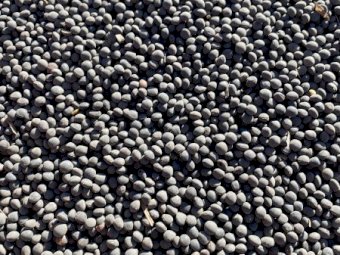Popany Vetch Seed 24/25 Season