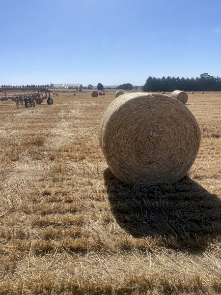 600 Rolls Wheaten Straw