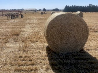 600 Rolls Wheaten Straw