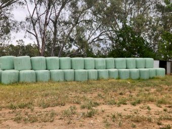 160 Rolls Oaten-Rye grass Silage