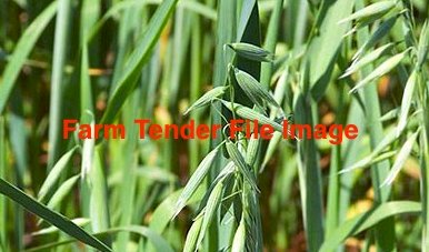 3500kg Oats Forage Seed