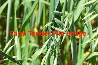 3500kg Oats Forage Seed