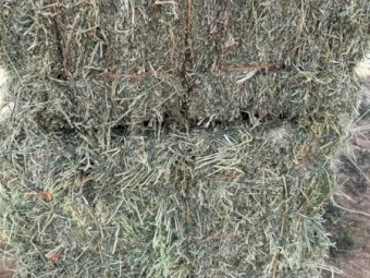 580 X Lucerne Hay Small Square Bales