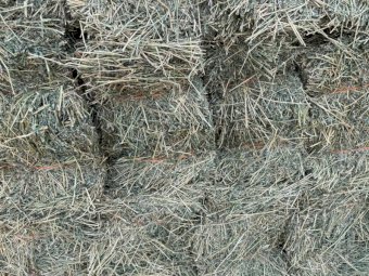 580 X Lucerne Hay Small Square Bales