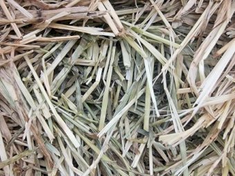 200mt Pasture Hay 550-580kg 8x4x3 Bales