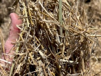 500 X Wheaten & Oaten / Rye Straw 8X4X3 Large Square Bales