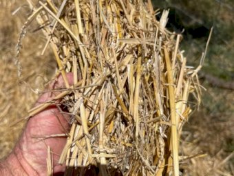 500 X Wheaten & Oaten / Rye Straw 8X4X3 Large Square Bales