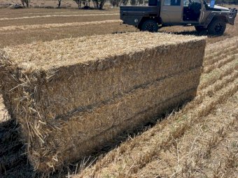 500 X Wheaten & Oaten / Rye Straw 8X4X3 Large Square Bales