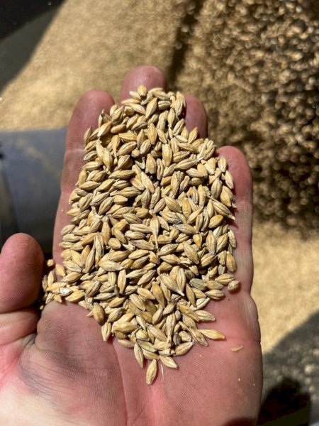 16MT Maximus Barley Seed