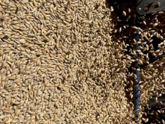 16MT Maximus Barley Seed