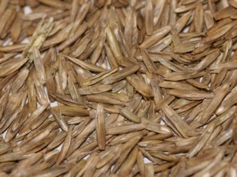 Wimmera Annual Ryegrass Seed