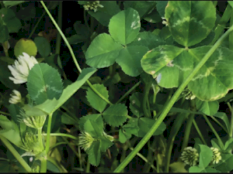 Single Super ex Geelong