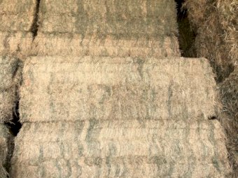 400 Bales of 24' Season vetch Hay A1