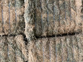 400 Bales of 24' Season vetch Hay A1