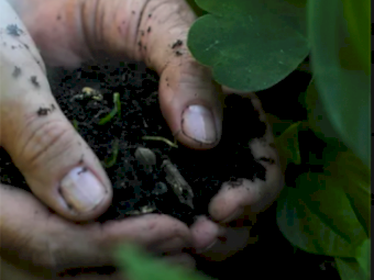 Worm Hit pellets - Bulk