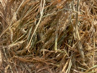 24' Season Wheaten Hay Round Bales