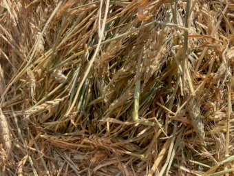 24' Season Wheaten Hay Round Bales