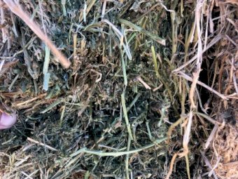 200mt Vetch Hay 560kg 8x4x3 Bales