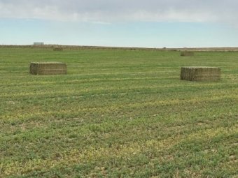 44mt Lucerne Hay 8x4x3 Bales