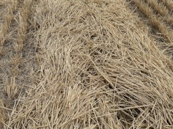 300mt Windrowed Wheaten Straw 470-480kg Bales
