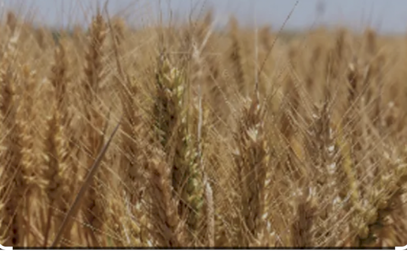 Granulock Z Bulk Bags ex Newcastle