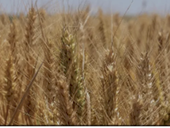 Granulock Z Bulk Bags ex Newcastle