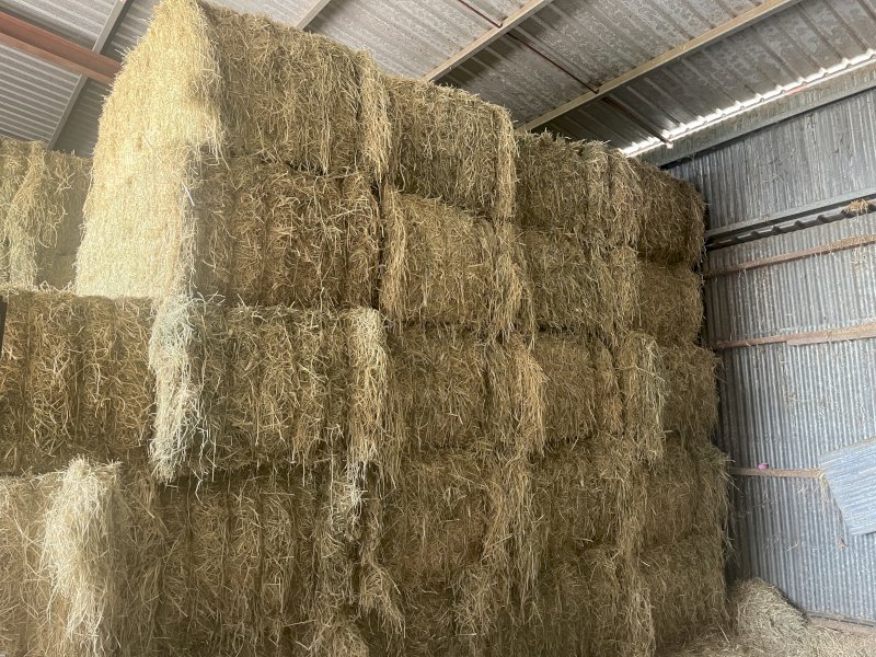 62 Bales Rhodes grass Hay