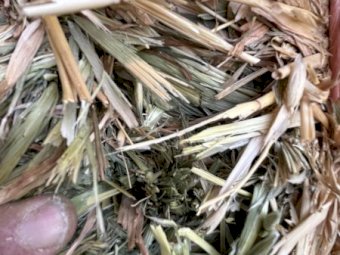 1000 mt Oaten Hay 24/25 Season