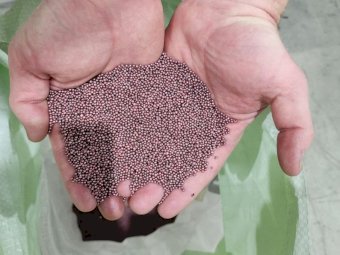 F1 Dual Purpose Winter Canola Seed CL