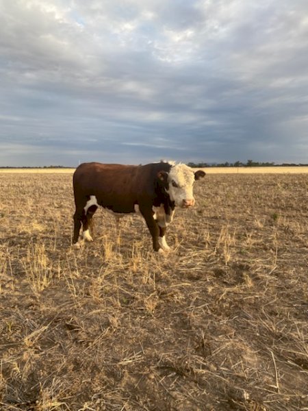5 Poll Hereford Herd Bulls