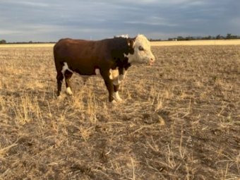 5 Poll Hereford Herd Bulls