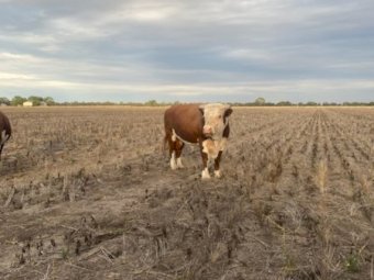 5 Poll Hereford Herd Bulls
