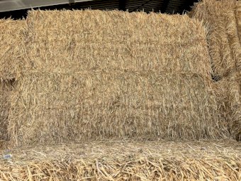120mt Barley Hay 8x4x3 Bales