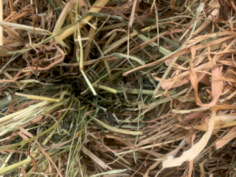 200MT Pasture Hay 8X4X3 Large Square Bales