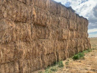 200MT Pasture Hay 8X4X3 Large Square Bales