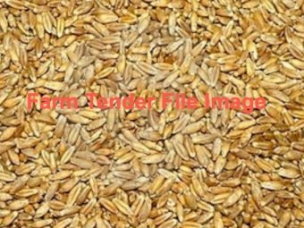 100 mt Feed Triticale