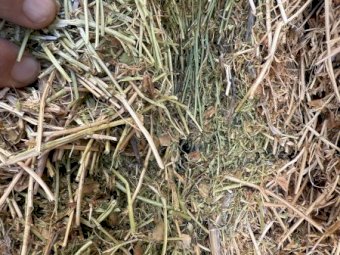 100mt Lentil Hay 650kg 8x4x3 Bales