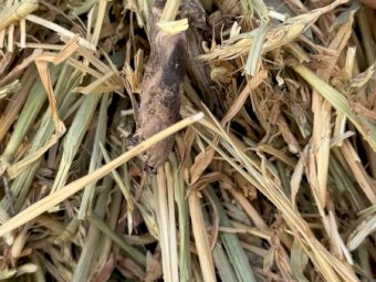 200mt Wheaten Hay 650kg 8x4x3 Bales