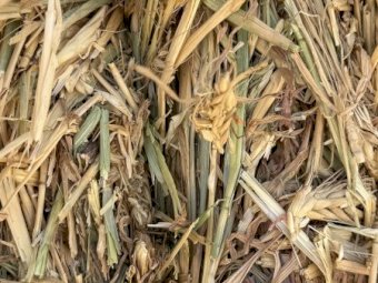 200mt Wheaten Hay 650kg 8x4x3 Bales