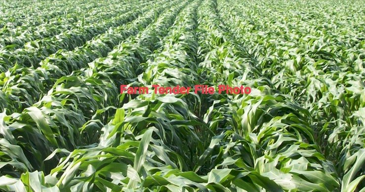 WANTED White Sorghum Grain